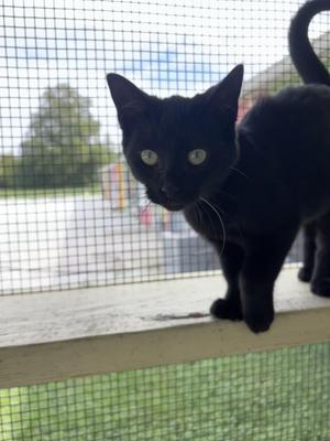 Bruce, young, available for adoption