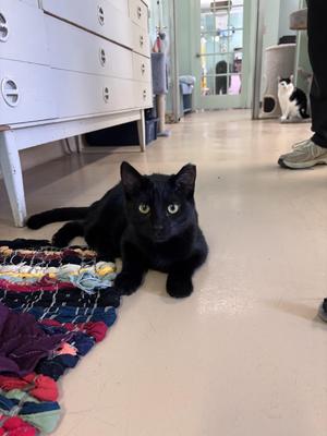 Ryder, young, available for adoption