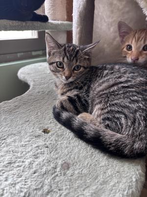 A tabby cat lying on a cat tree, with another cat partially visible in the background.
