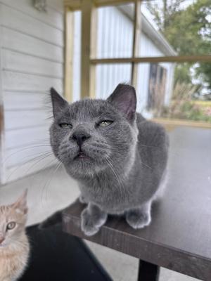 A gray cat with green eyes is sitting on a table, looking slightly to the side. Another cat with orange fur is partially visible in the background.