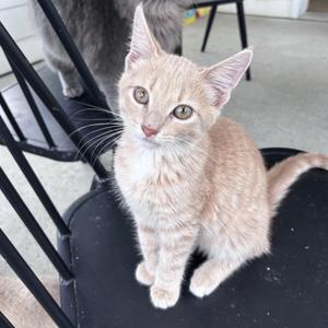 Scottie, young, available for adoption