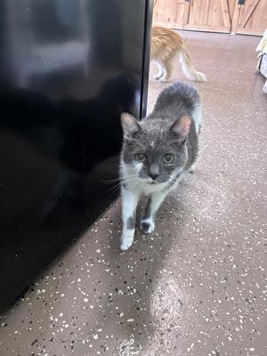 Lou, senior, available for adoption