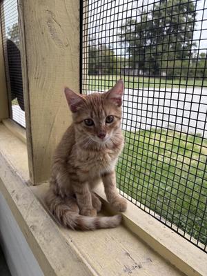 Ed, young, available for adoption