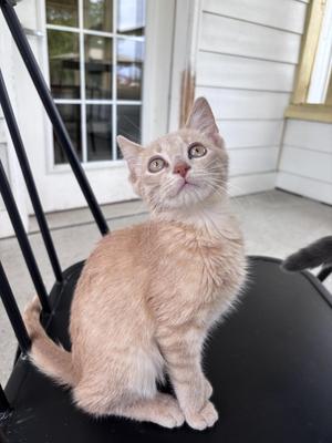 Austin, young, available for adoption