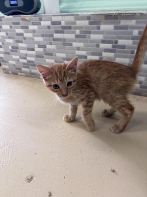 A small orange tabby kitten standing on a tiled floor with a gray and white tiled wall in the background.