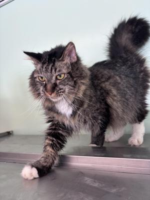 Alvin, adult, available for adoption