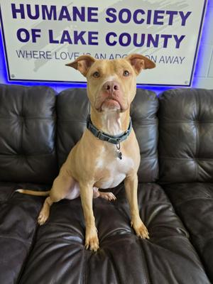 Buddy (SPONSORED), Terrier, adult, available for adoption