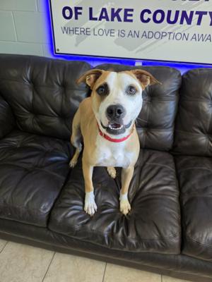 Timon (In Training / SPONSORED), Mixed Breed, adult, available for adoption