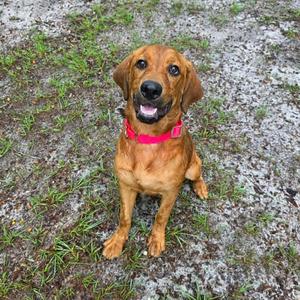 Bailey (In Training), Hound, young, available for adoption