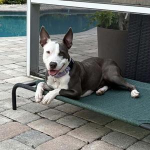 Mya, Mixed Breed, adult, available for adoption