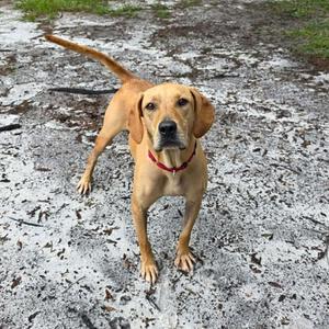 Pumpkin (In Training), Hound, adult, available for adoption
