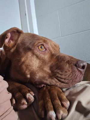 Clifford (Trained), Mixed Breed, adult, available for adoption