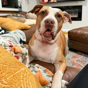 Rosie (SPONSORED), Terrier, adult, available for adoption