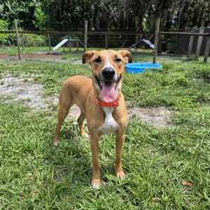 Gazelle (In Training - SPONSORED), Mixed Breed, adult, available for adoption