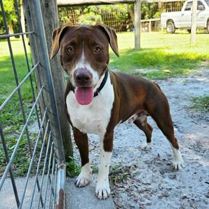 Bentley (In Training), Mixed Breed, young, available for adoption