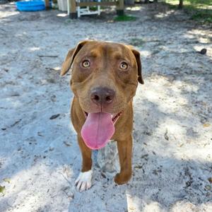 A brown dog with a pink tongue sticking out, standing on a sandy surface.