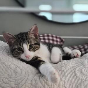 A gray and white kitten with large green eyes is lying on a textured white blanket, with a checkered pillow behind it.