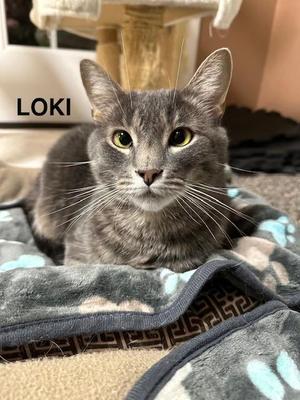 Loki, adult, available for adoption
