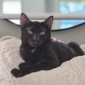 Binx, kitten, available for adoption