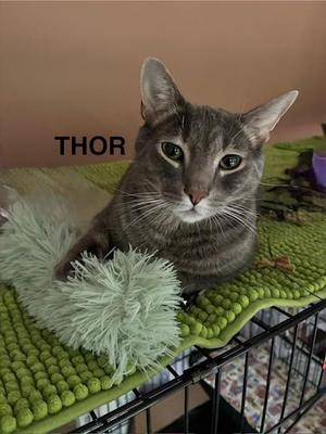 A gray cat named Thor sitting on a green textured mat, looking directly at the camera.