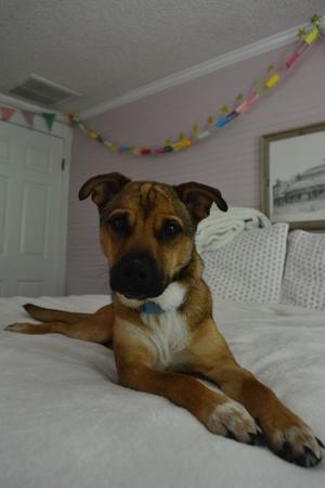 Oakley, German Shepherd Dog Mix, young, available for adoption