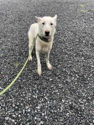 A white dog standing on a gravel surface, wearing a green leash.