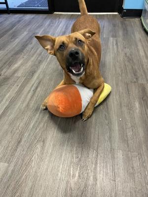A brown dog with floppy ears is lying on a wooden floor, holding an orange and white toy in its paws.