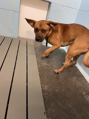 Chandler, Mixed Breed, young, available for adoption