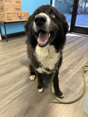 Dorothy Jane, German Shepherd Dog Mix, adult, available for adoption