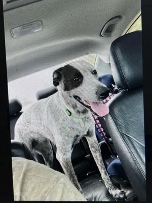 Maggie, Australian Cattle Dog and Golden Retriever, adult, available for adoption