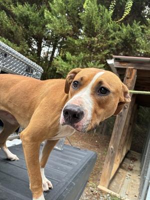 Julia, Terrier Mix, young, available for adoption