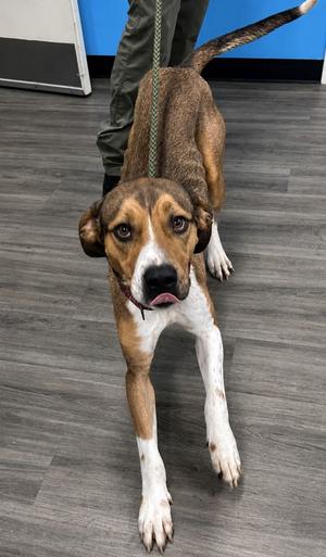 A brown and white dog with floppy ears and a green leash, standing on a gray floor.