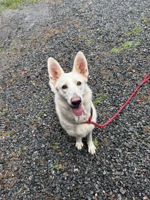A white dog with pointed ears and a red leash is sitting on a gravel surface, looking up with its tongue out.