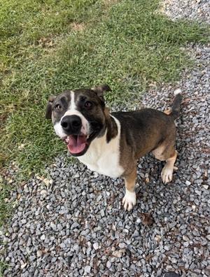 Calvin, Mixed Breed, adult, available for adoption