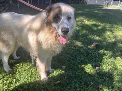 Oso, Great Pyrenees Mix, senior, available for adoption