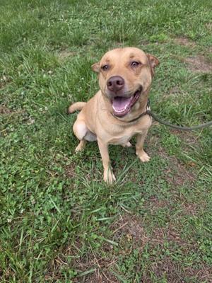 A tan-colored dog with its mouth open, sitting on a patch of grass with a leash attached.