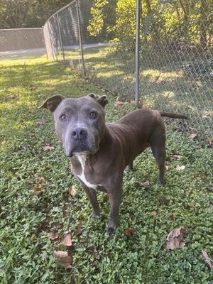 A gray pit bull terrier standing on grass in a fenced yard.