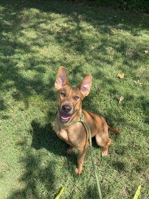 A brown dog with large ears sitting on a grassy lawn, wearing a green collar and leash.