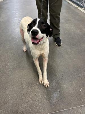 A black and white dog with a happy expression, standing on a concrete floor, looking up at the camera.