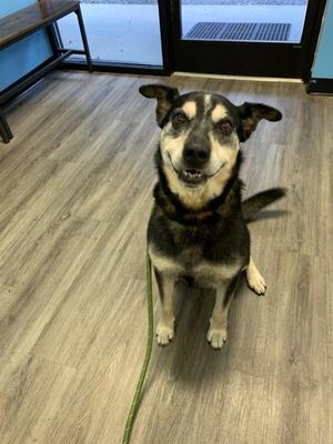Hurdles, Mixed Breed, senior, available for adoption