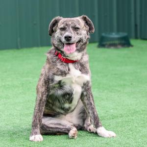 Ethel, Hound / Mixed Breed, adult, available for adoption