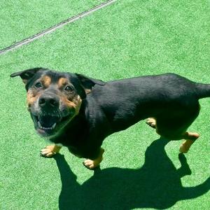 Junior, Mixed Breed / Shepherd, adult, available for adoption