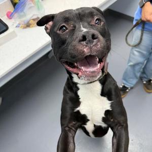 Phineas, Pit Bull Terrier / Mixed Breed, young, available for adoption