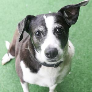 JoJo, Hound, senior, available for adoption