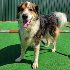 Max, Great Pyrenees / Collie, senior, available for adoption