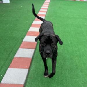 A black dog standing on a green artificial turf with a red and white striped path in the background.