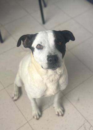Moonshine, Pit Bull Terrier / Mixed Breed, adult, available for adoption