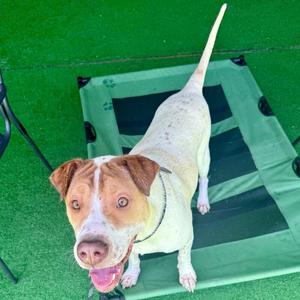 Survivor, Mixed Breed / Shar-Pei, young, available for adoption