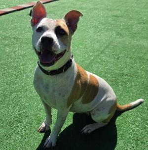 Buttercup, Pit Bull Terrier / Mixed Breed, adult, available for adoption