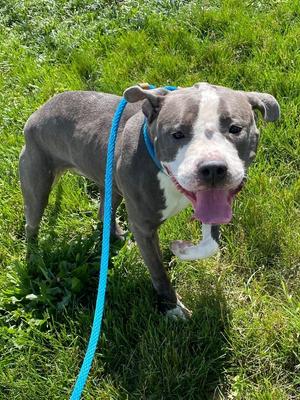 Oreo, Pit Bull Terrier, adult, available for adoption